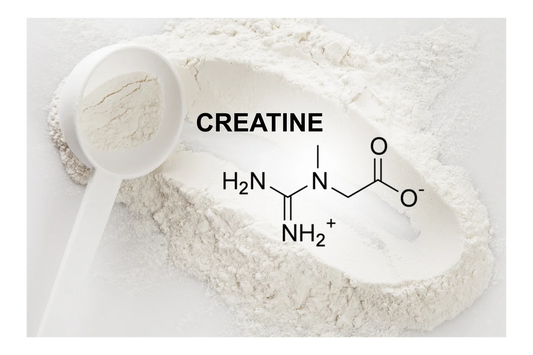Créatine : mythes vs réalités