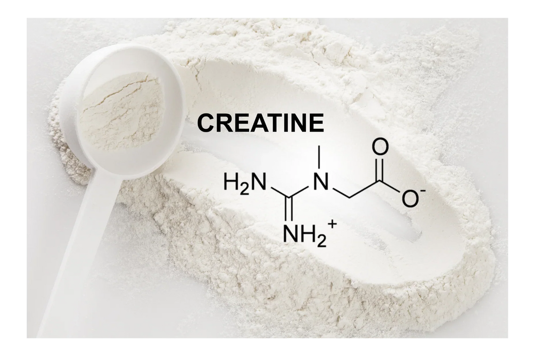 Créatine : mythes vs réalités